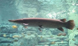 新闻爆料鳄雀鳝,鳄雀鳝在我国的生态威胁与应对策略